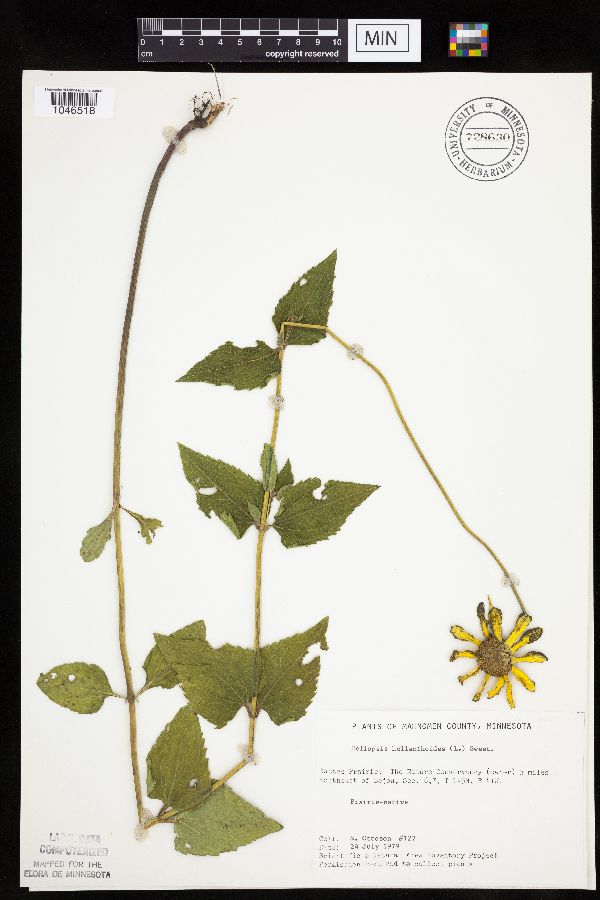 Heliopsis helianthoides var. scabra image