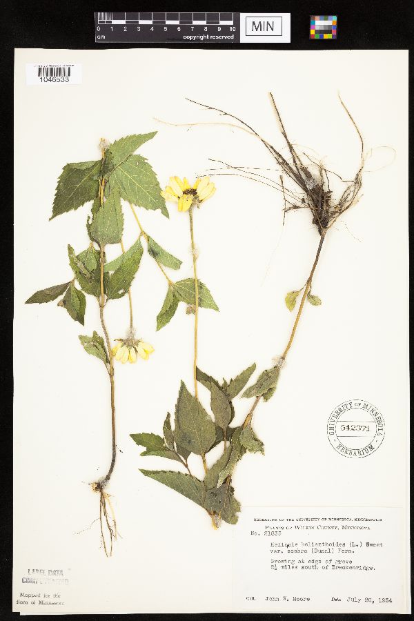 Heliopsis helianthoides var. scabra image