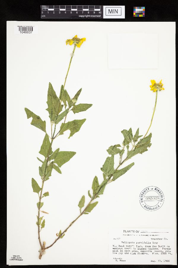 Heliopsis parvifolia image