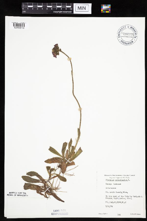Hieracium aurantiacum image