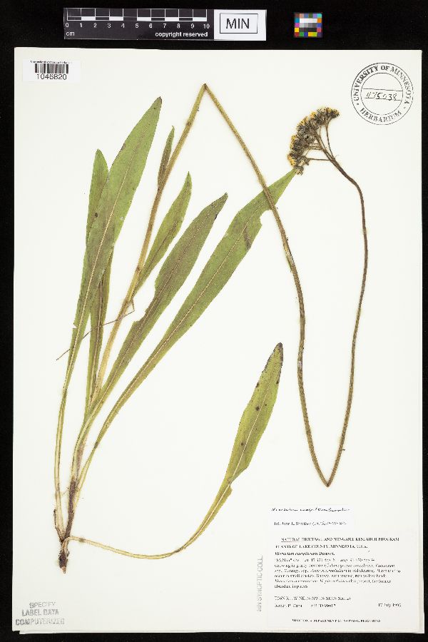 Hieracium caespitosum image