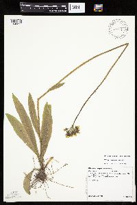 Image of Hieracium caespitosum