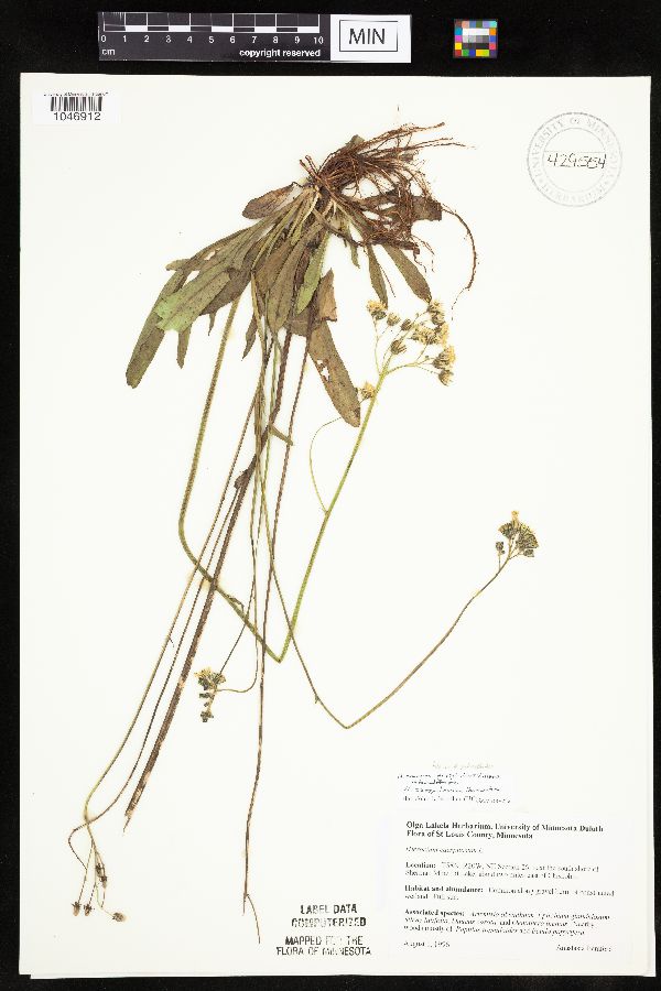 Hieracium piloselloides-caespitosum image