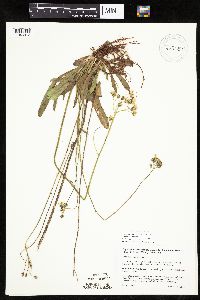 Image of Hieracium piloselloides-caespitosum