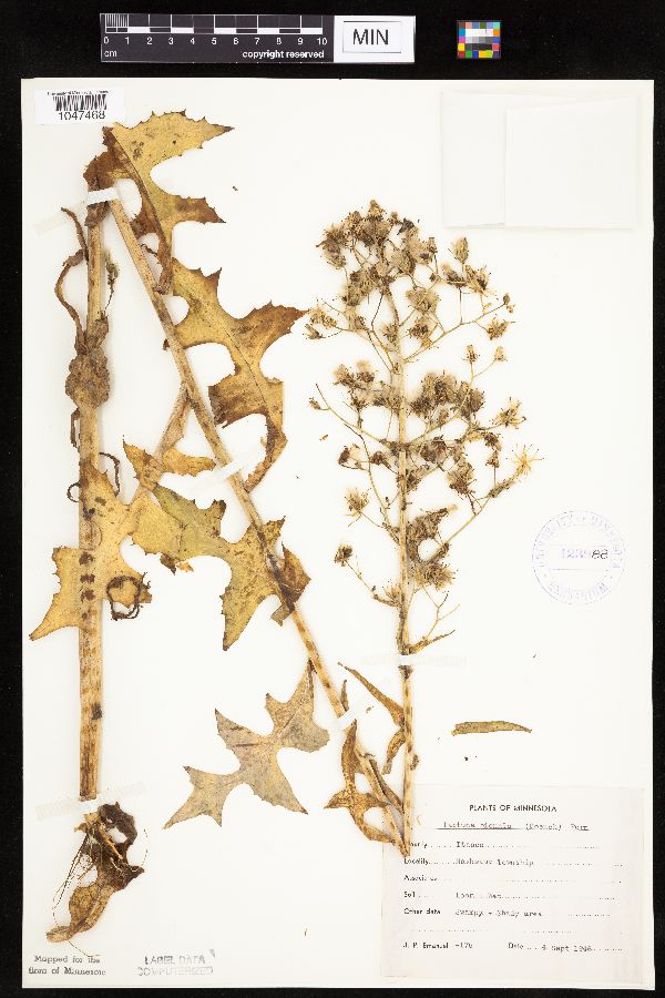 Lactuca biennis image