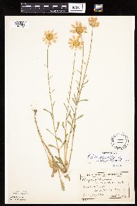 Image of Leucanthemum vulgare