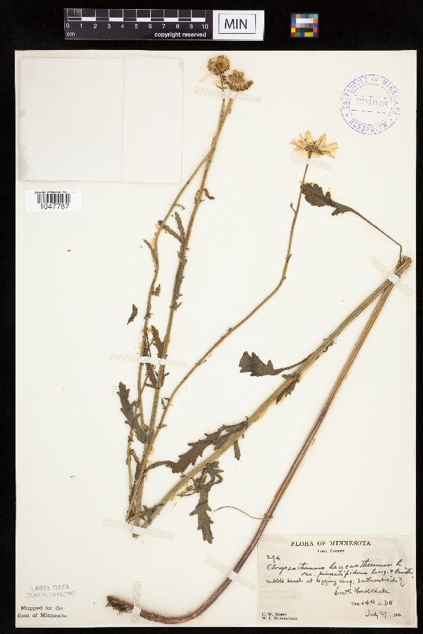 Leucanthemum image