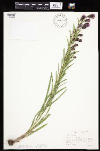 Liatris aspera image