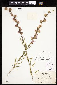 Liatris aspera image