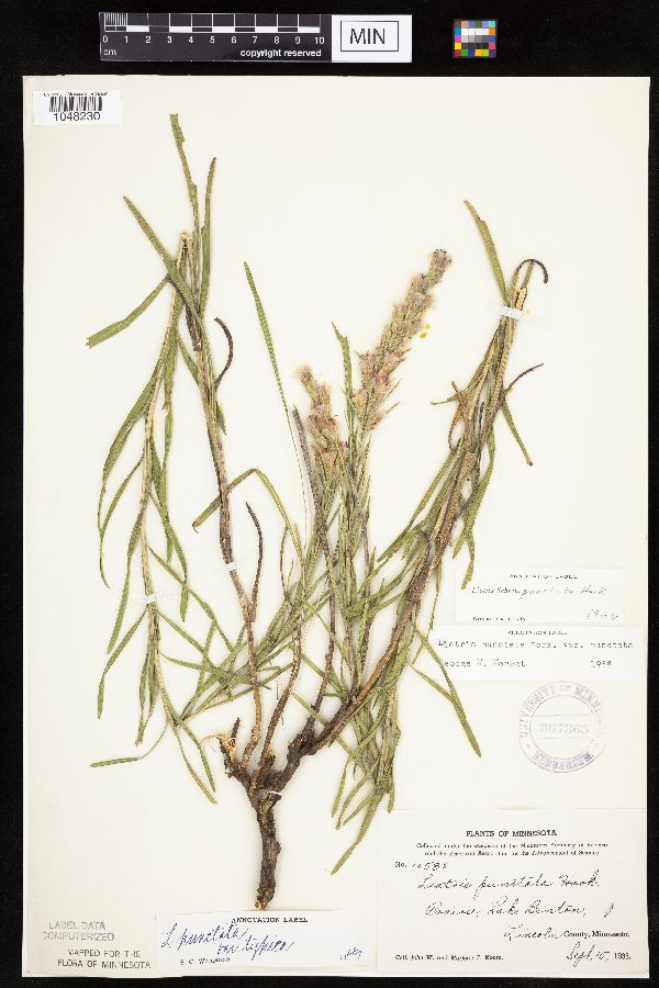 Liatris punctata image