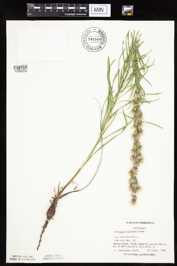 Liatris punctata var. punctata image