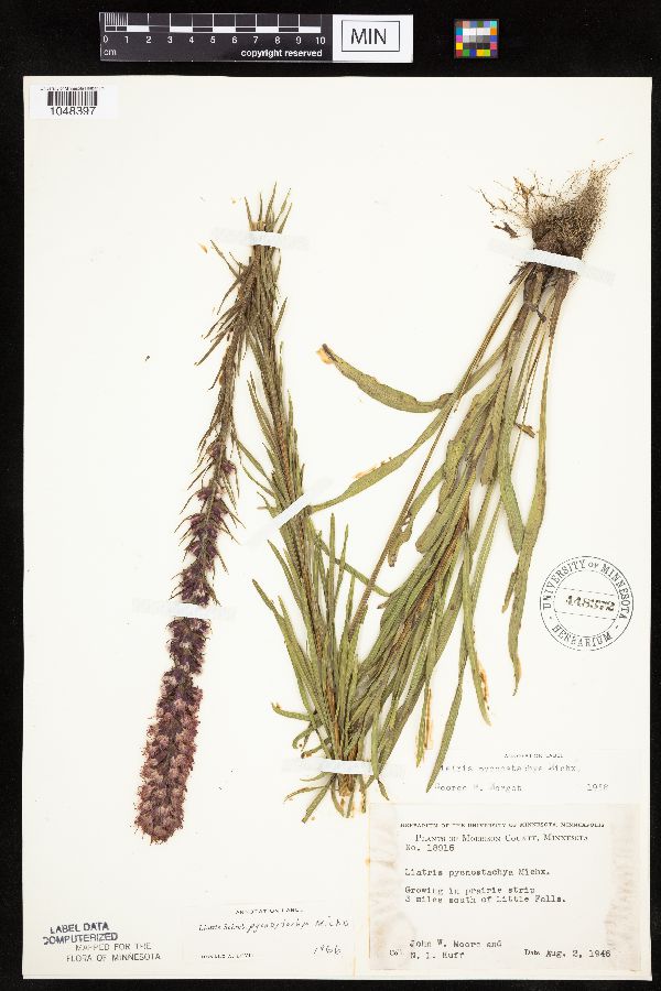 Liatris pycnostachya var. pycnostachya image