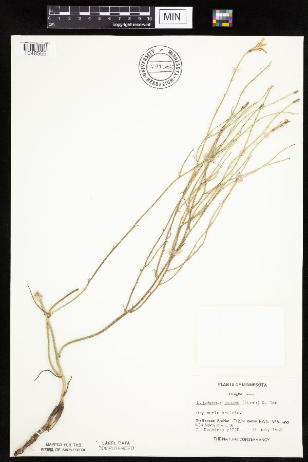 Lygodesmia juncea image