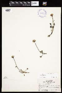 Packera cymbalaria image