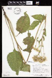 Image of Parthenium integrifolium