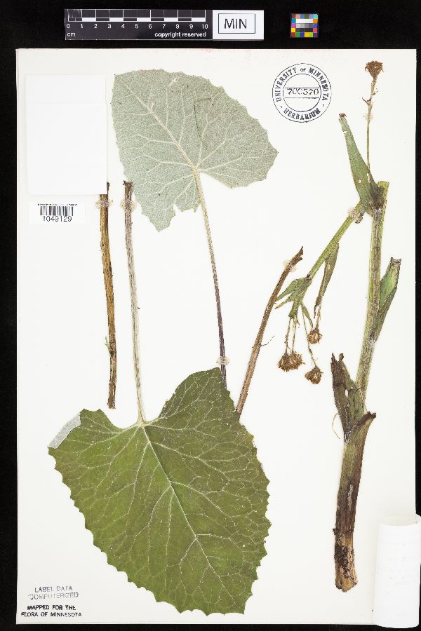 Petasites frigidus var. sagittatus image