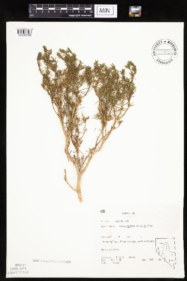 Peucephyllum schottii image