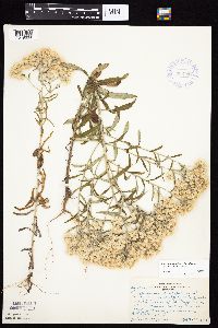 Pseudognaphalium obtusifolium image