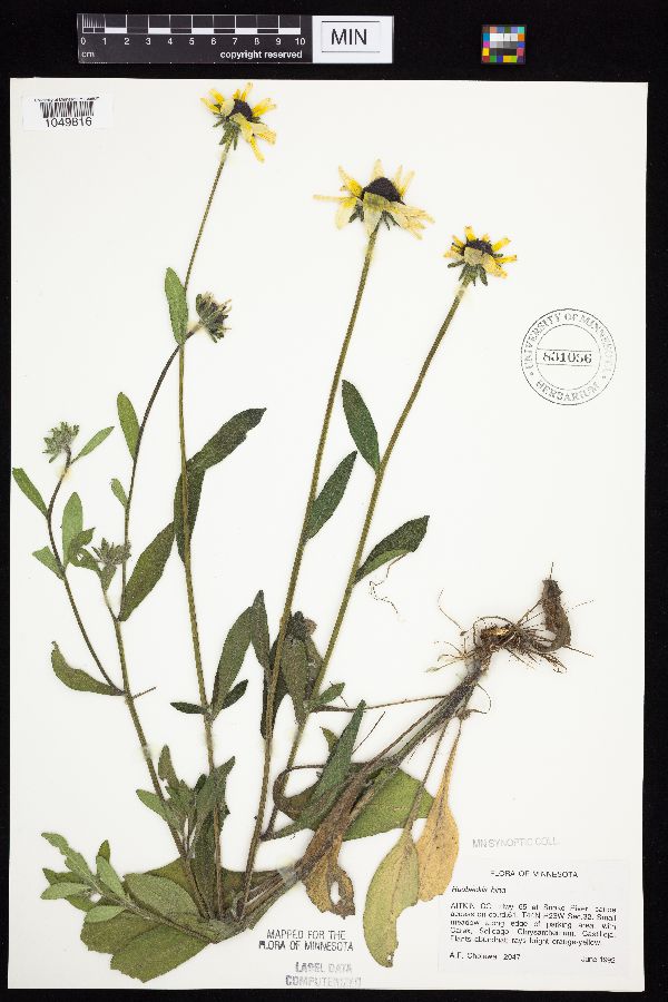 Rudbeckia hirta image