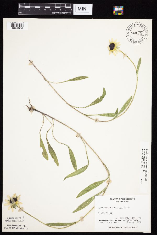 Rudbeckia hirta image