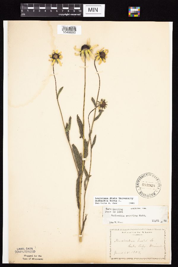 Rudbeckia hirta image