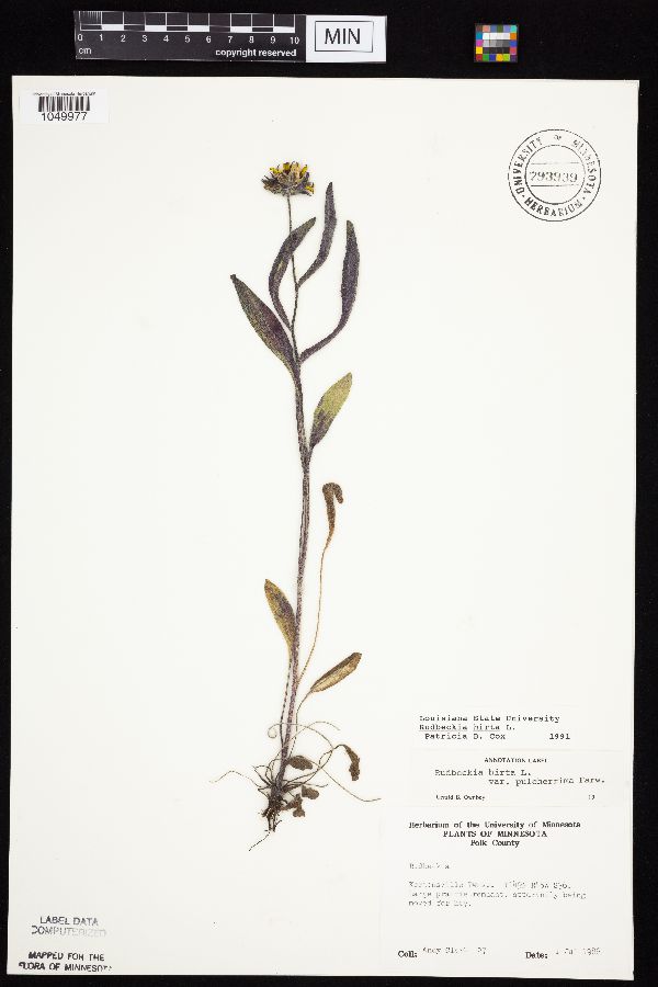 Rudbeckia hirta var. pulcherrima image