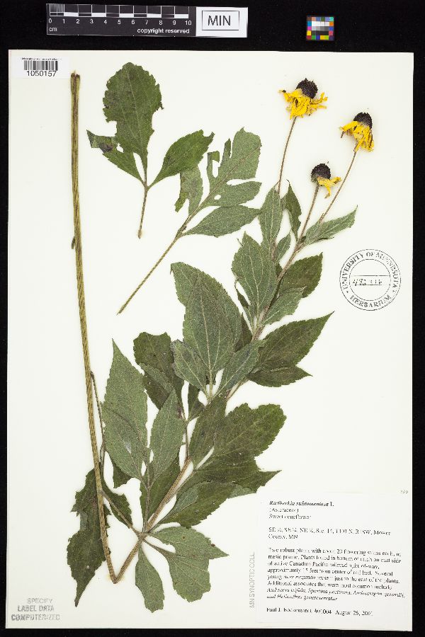 Rudbeckia subtomentosa image