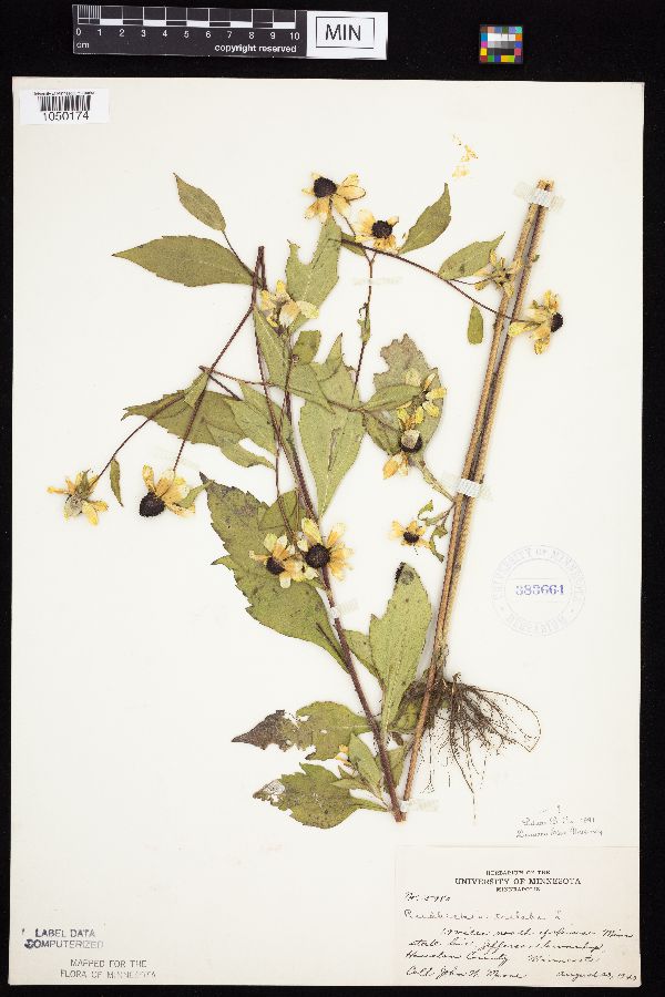 Rudbeckia triloba image