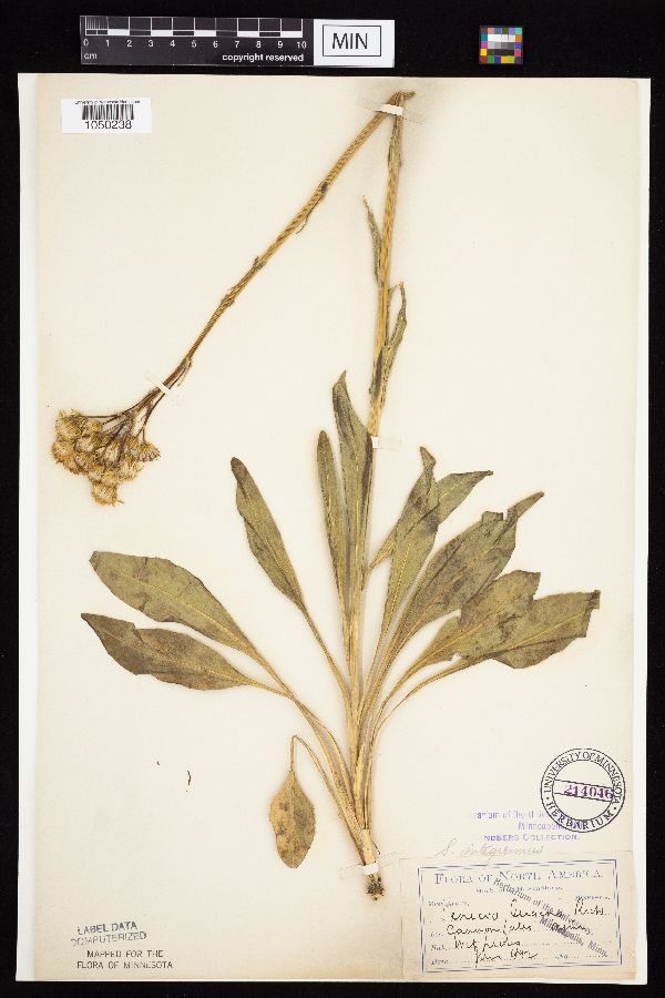 Senecio integerrimus image