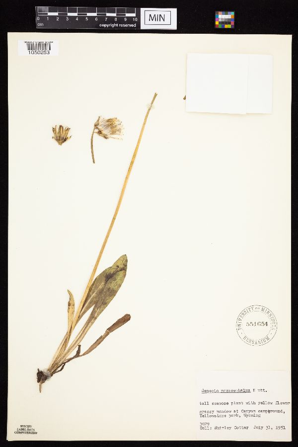 Senecio megacephalus image