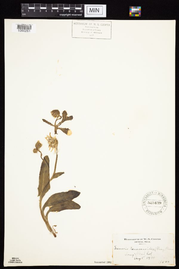 Senecio taraxicoides image