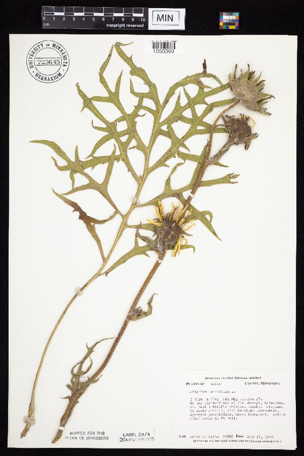 Silphium laciniatum image