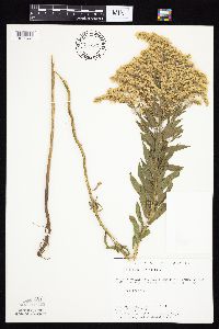 Solidago altissima image