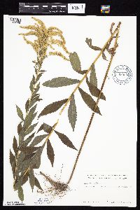 Solidago altissima image