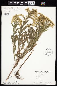 Solidago altissima image