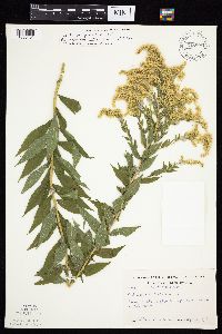 Solidago altissima image