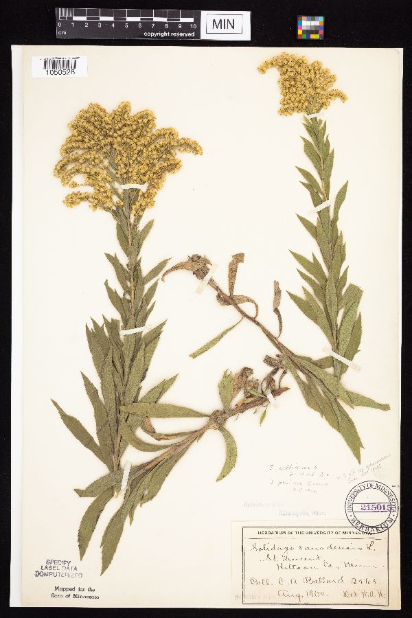 Solidago altissima subsp. gilvocanescens image