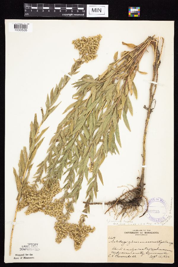 Solidago altissima subsp. gilvocanescens image