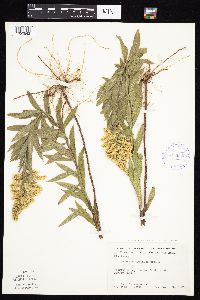 Solidago altissima subsp. gilvocanescens image