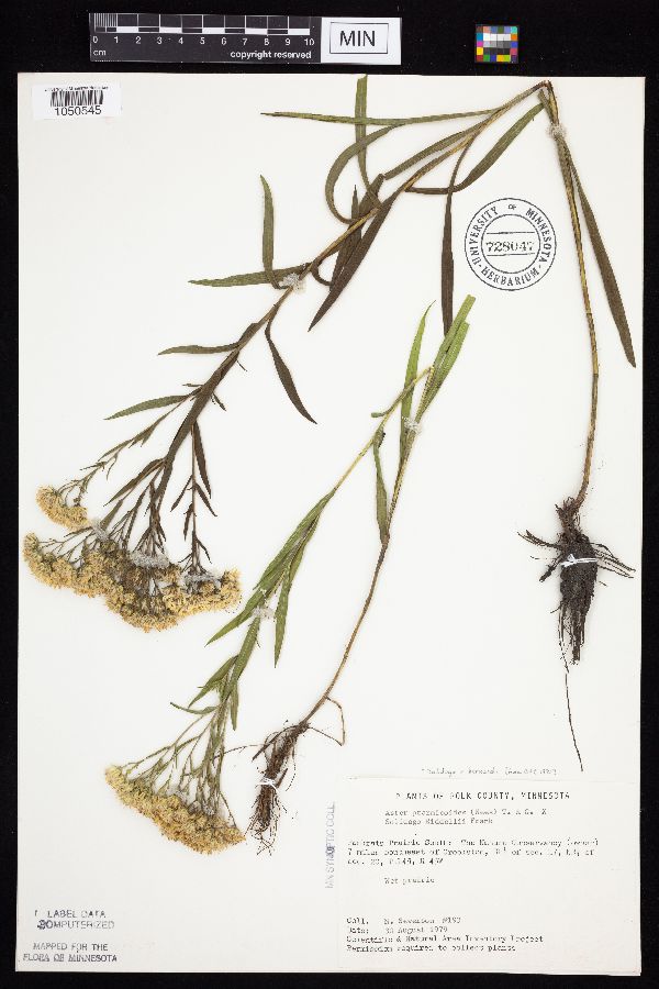 Solidago x bernardii image