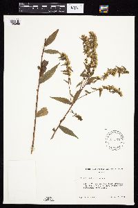 Solidago caesia image