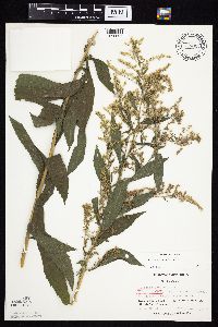 Solidago canadensis image