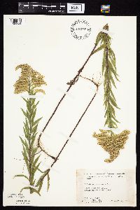 Solidago canadensis image