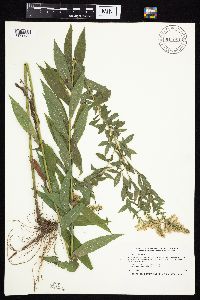 Solidago canadensis image