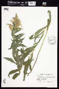 Solidago canadensis image