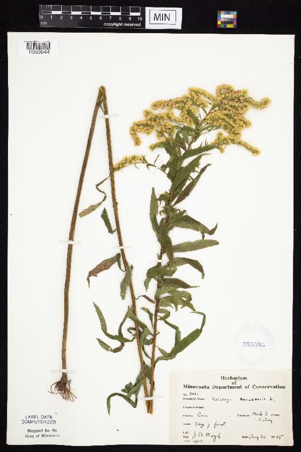 Solidago canadensis image