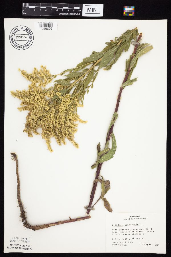 Solidago canadensis image