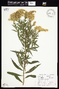 Solidago canadensis image