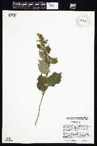 Solidago flexicaulis image