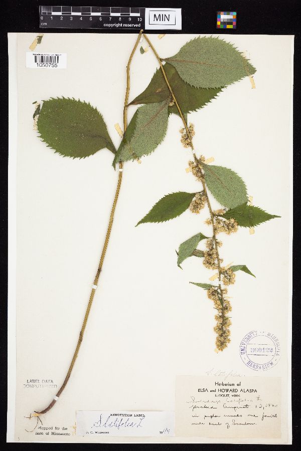 Solidago flexicaulis image